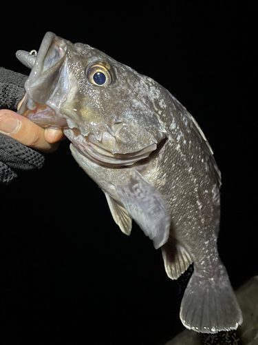 クロソイの釣果