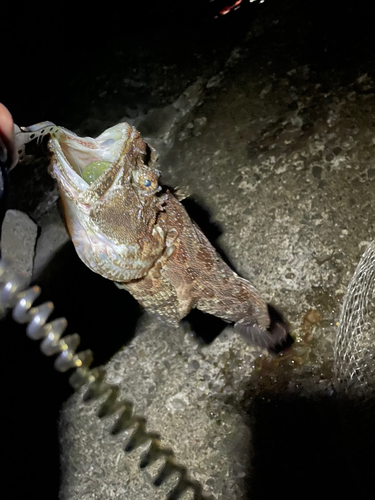 カジカの釣果