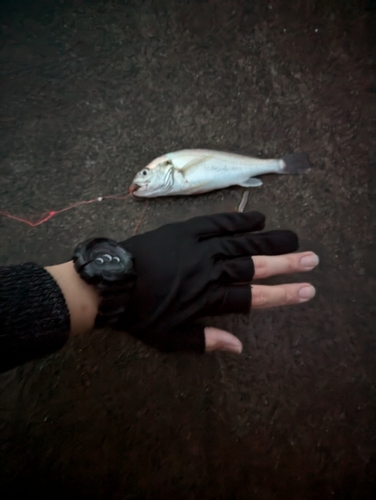 イシモチの釣果