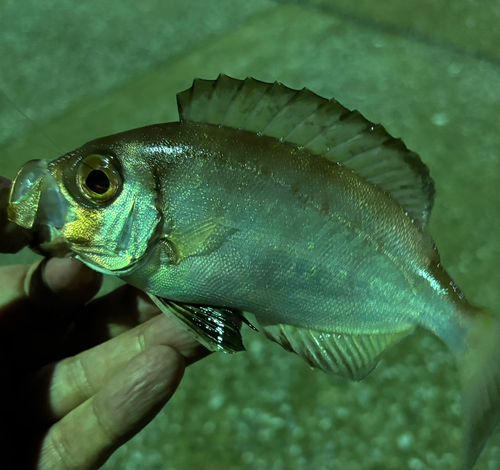 キントキダイの釣果