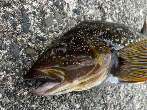 アイナメの釣果