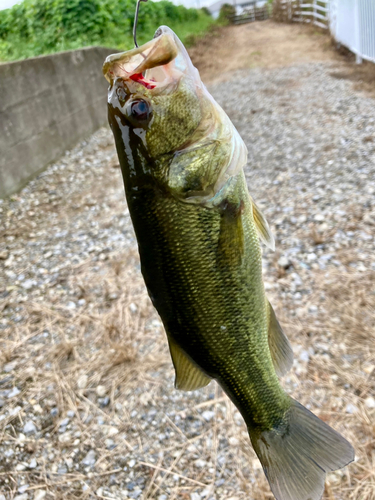 ラージマウスバスの釣果