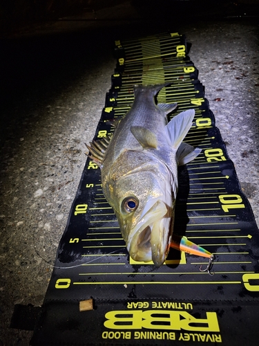 シーバスの釣果