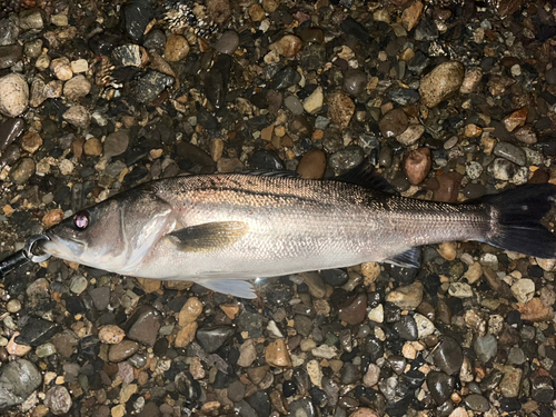 スズキの釣果