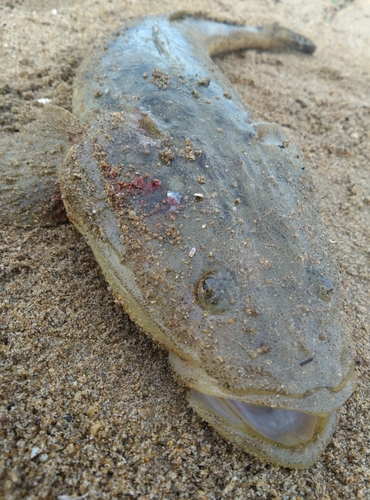 伊勢湾湾奥