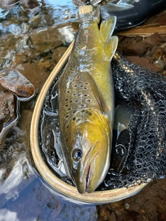 ブラウントラウトの釣果