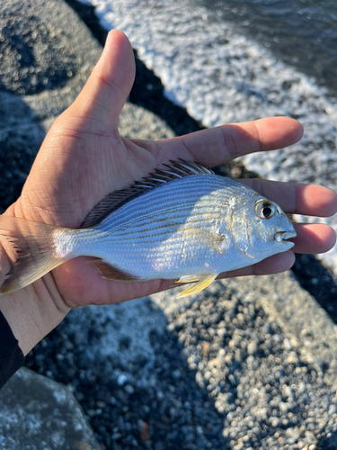 ヘダイの釣果