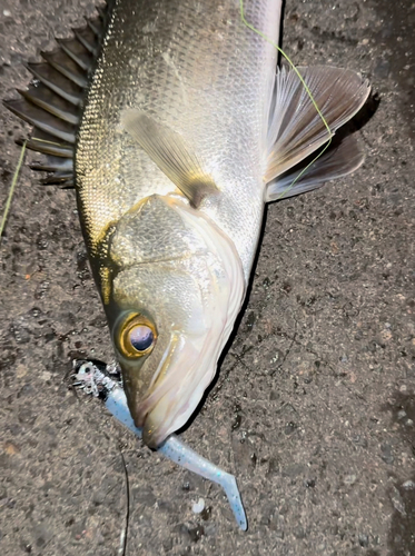 ヒラスズキの釣果