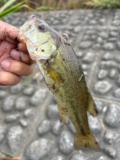 ラージマウスバスの釣果