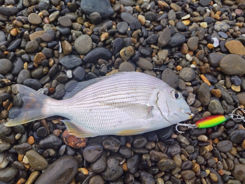 ヘダイの釣果