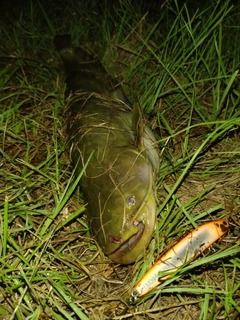 ナマズの釣果