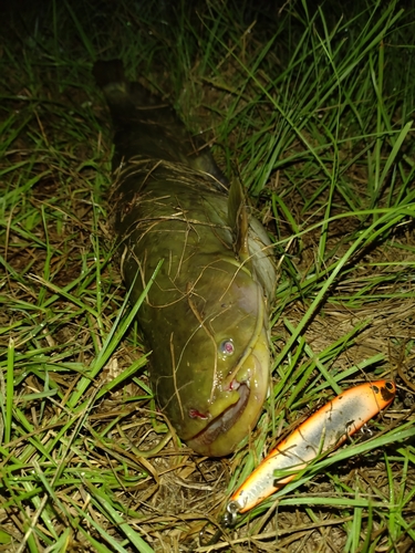 ナマズの釣果