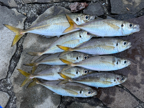 アジの釣果