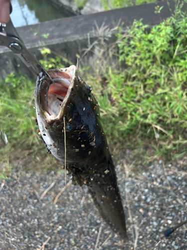 ナマズの釣果