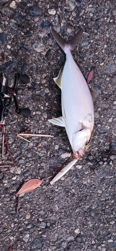 カンパチの釣果