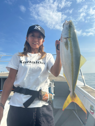 ハマチの釣果