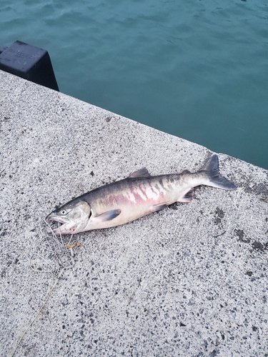 アキアジの釣果