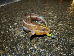 ゴンズイの釣果