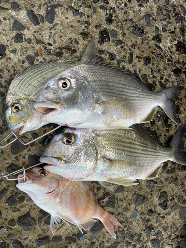 ヘダイの釣果