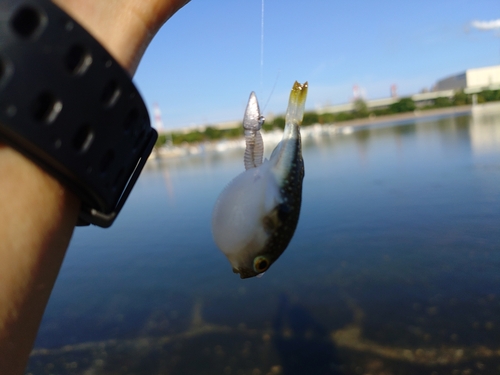 コトヒキの釣果