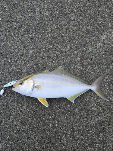 シオの釣果