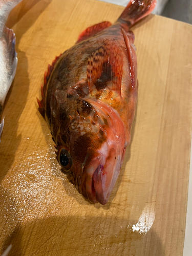 カサゴの釣果