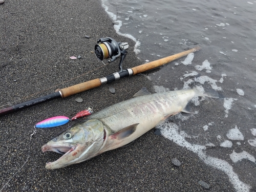 サケの釣果