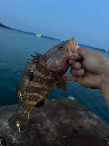 アコウの釣果