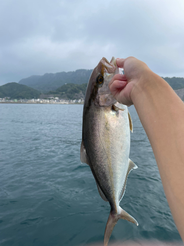 カンパチの釣果