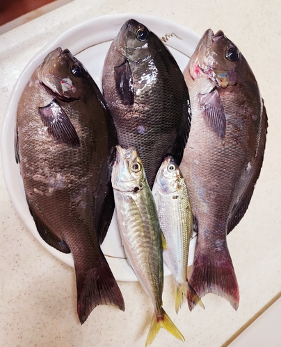 オナガグレの釣果