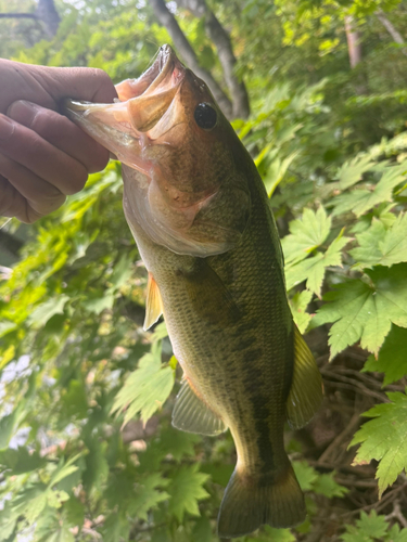 ラージマウスバスの釣果