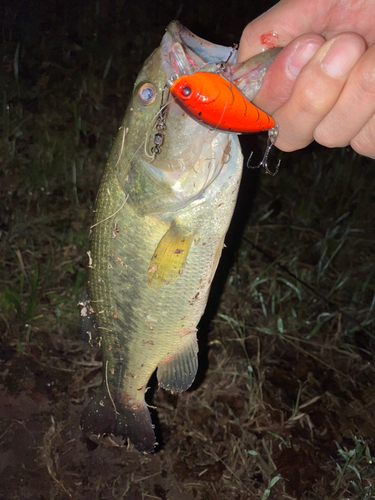 ラージマウスバスの釣果