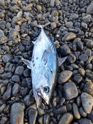 ソウダガツオの釣果