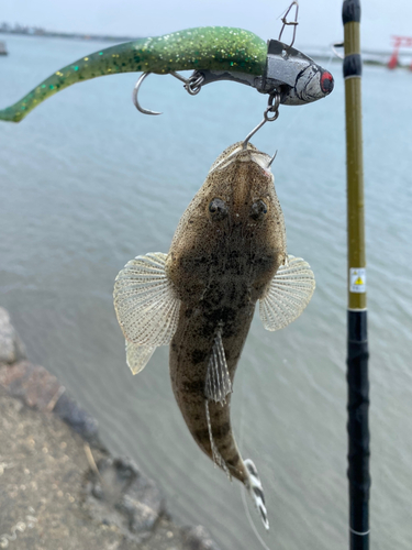 コチの釣果