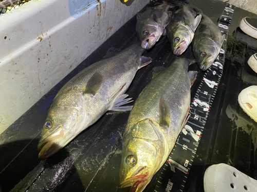 シーバスの釣果