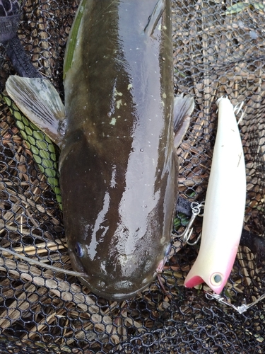 マナマズの釣果