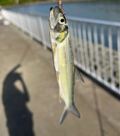 カライワシの釣果