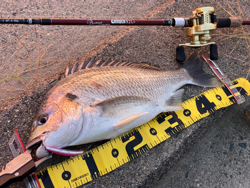 キビレの釣果