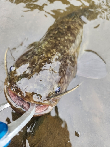 ニホンナマズの釣果