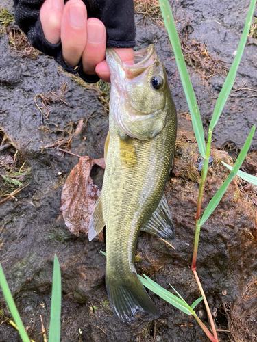 ラージマウスバスの釣果