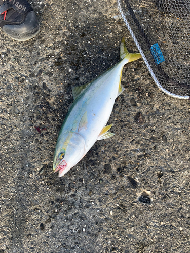 ツバスの釣果