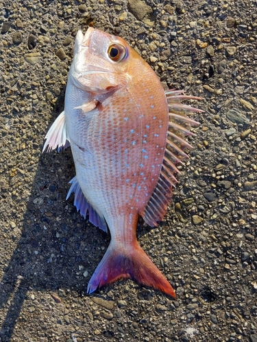 マダイの釣果