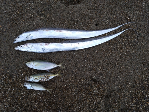 タチウオの釣果