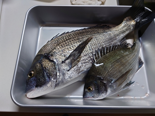 クロダイの釣果