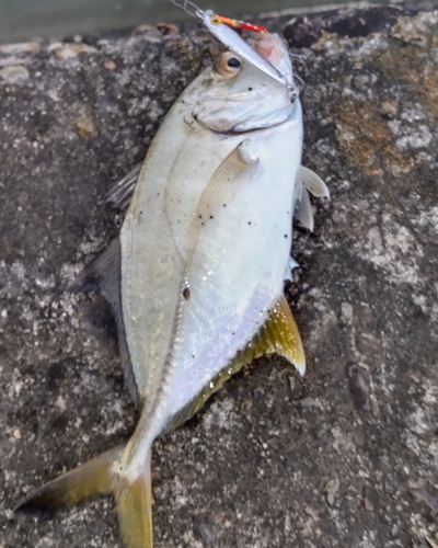 メッキの釣果