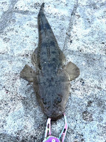 マゴチの釣果