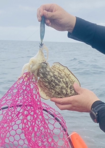 モンゴウイカの釣果