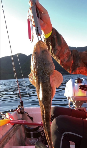 マゴチの釣果