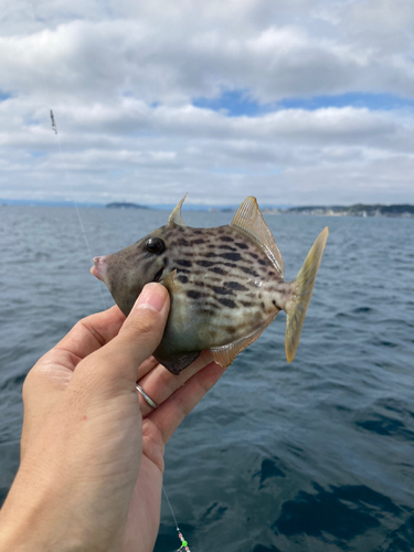 カワハギの釣果