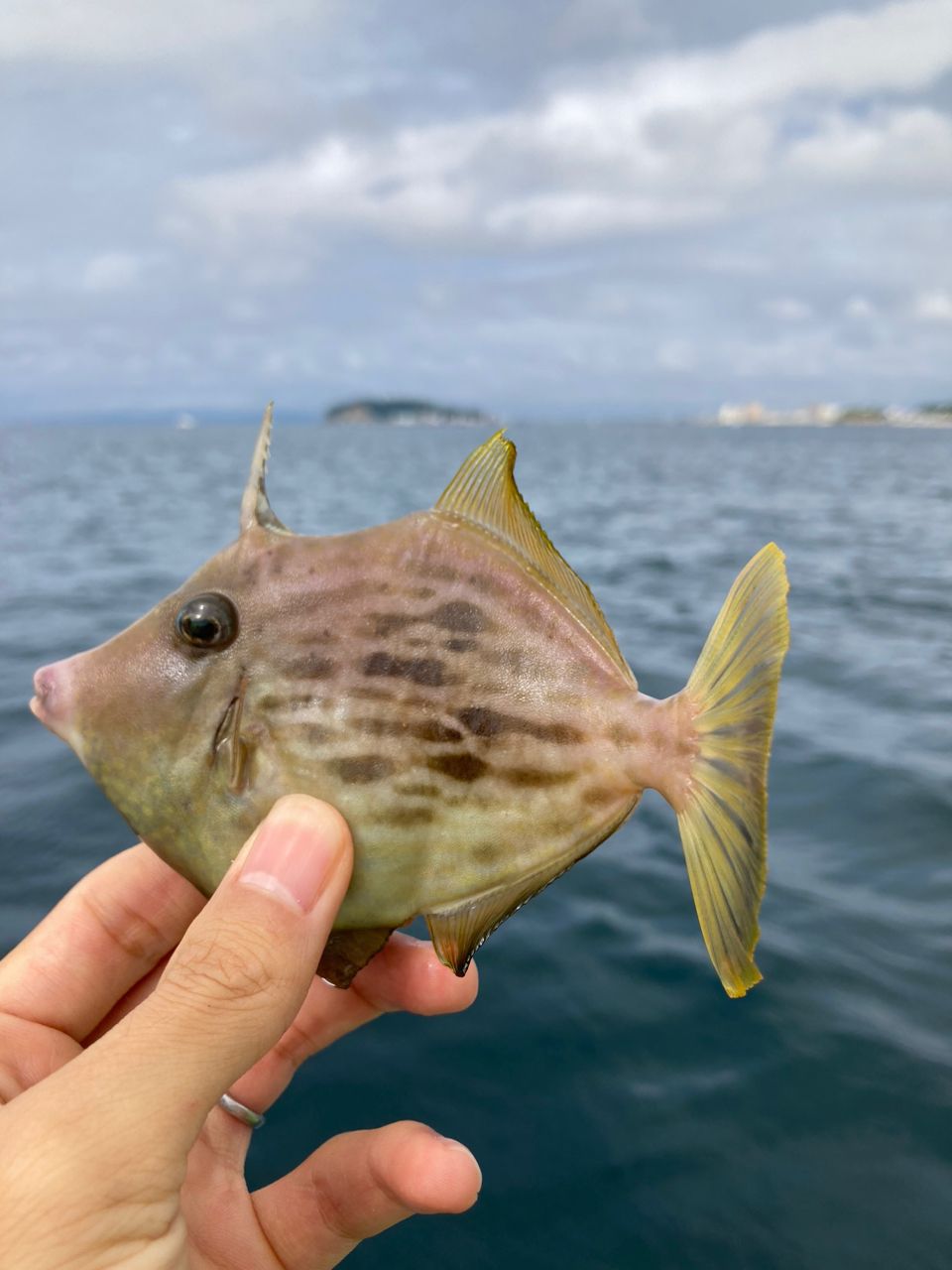 アングラー21285965さんの釣果 2枚目の画像